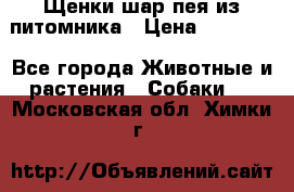 Щенки шар-пея из питомника › Цена ­ 15 000 - Все города Животные и растения » Собаки   . Московская обл.,Химки г.